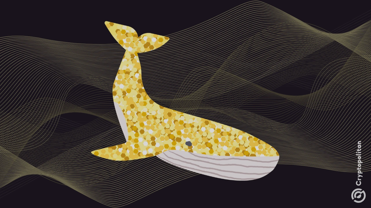 鲸鱼或机构正在大规模交易中转移 WLFI(1)